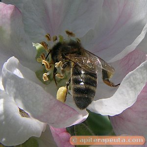 foto de abeja recogiendo polen en un manzano HD